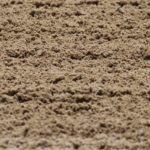 ホワイトフーガ１年ぶりの中央レースフェブラリーステークスに出走