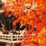 グレイルが制した２０１７京都２歳ステークスをレース後関係者コメントをもとに振り返りレース結果を回顧