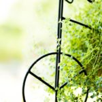 フロンテアクイーンがユートピアステークスに出走予定