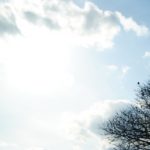 蛯名騎手フェブラリーステークスはホワイトフーガに騎乗