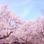 今週の蛯名騎手は函館記念で得意の大外枠から『季節外れのサクラ』を期待